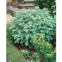 Pflanzen für Dich Staude Artemisia absinthium, 1 St., Wermut, Absinth, Echter Wermut