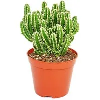 Exotenherz Kaktus Cereus floridianus - Grünfinger - im 5,5cm Topf