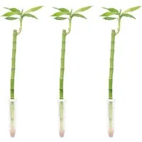 Flowerbox Zimmerpflanze Glücksbambus "Lucky Bamboo" gerader Stengel 3er-Set, pflegeleicht - Höhe ca. 50 cm - im Röhrchen