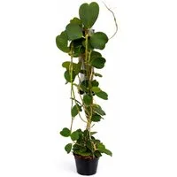Exotenherz Zimmerpflanze Hoya kerii Herzblatt-Pflanze Solitär Mutterpflanze 19cm Topf