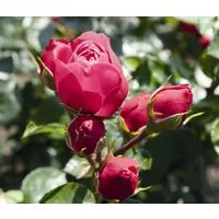 Dehner Rose Edelrose Noblesse® Spray-Rose Magic Rokoko®, pink, gefüllte Blüten, Züchter Tantau