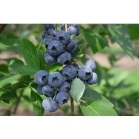 Pflanzen für Dich Obstpflanze Vaccinium corymbosum Polaris, 1 St., Kulturheidelbeere, Blaubeere, Heidelbeere, blaue Beeren, frosthart