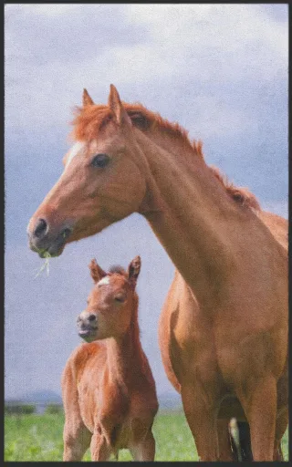 Fussmatte 7507 | Größe: 60 cm x 90 cm