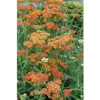 Pflanzen für Dich Staude Achillea millefolium Terracotta, 1 St., Schafgarbe, Gemeine Schafgarbe