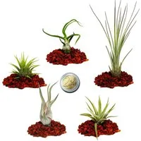 Exotenherz Zimmerpflanze 5 verschiedene Mini-Tillandsien - extra klein
