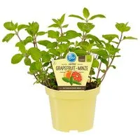 Exotenherz Gewürzkraut Grapefruit-Minze Mentha suaveolens x piperita Kräuterpflanze 12cm Topf
