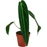 Dehner Zimmerpflanze Herzblattblume, Anthurium warocqueanum, Rarität, ca. 25 cm, Queen Anthurium, luftreinigend, pflegeleicht