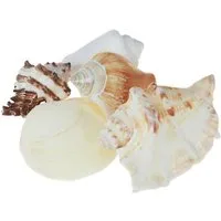 Kaemingk Bastelnaturmaterial Maritime Deko Muschelmix für Südsee-Flair zuhause