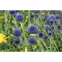 Pflanzen für Dich Staude Echinops ban. Blue Globe, 1 St., Kugeldistel, Blaue Kugeldistel