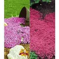 BALDUR Garten Bodendecker Bodendecker-Kollektion rosa und rot, 6 St., Bodendecker-thymian, immergrün, winterhart, mehrjährig, duftend