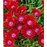 BALDUR Garten Bodendecker Winterharte Eisblume 'Sundella Red®', 10 St., Mittagsblume, reichblühend, winterhart, mehrjährig, pflegeleicht