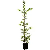Pflanzen für Dich Baum Carpinus betulus, 1 St., Hainbuche, Weißbuche, dichtwachsend, schnittverträglich