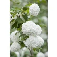 Pflanzen für Dich Gehölze Viburnum opulus Roseum, 1 St., Schneeball, Gewöhnlicher Schneeball, Bauernschneeball
