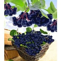 BALDUR Garten Obstpflanze Vitaminbeere 'Aronia Viking', 1 St., Selbstbefruchtend,winterhart, essbar, pflegeleicht