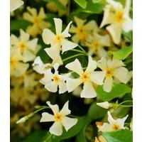 BALDUR Garten Zierstrauch Winterharter Jasmin 'Star of Toscane®', 1 St., Bienenfreundlich, immergrün, winterhart, duftend