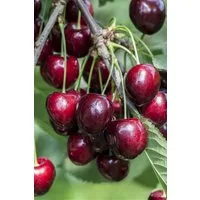 Pflanzen für Dich Obstpflanze Prunus avi. Kordia, 1 St., Süßkirsche, Kordia-Kirsche, dunkelrot, spätblühend