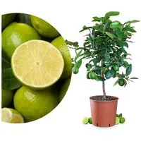 Meine Orangerie Obstpflanze Tahiti Limette - Citrus Latifolia - Persische Limette, echter Limettenbaum, professionell veredelter und fruchtreifer Zitrusbaum