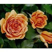 Dehner Rose Edelrose Ashram®, 15-30 cm, gefüllt und duftend, apricot-orange Blüten, gefüllt, Züchter Tantau