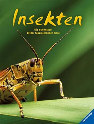 Insekten: Die schönsten Bilder faszinierender Tiere