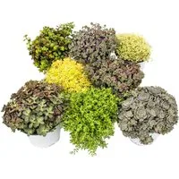 Exotenherz Beetpflanze 8 Winterharte Sedum-Pflanzen Fetthenne abwechslungsreiches Farbspiel