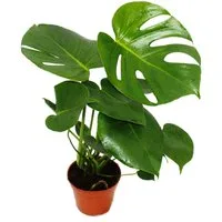 Exotenherz Zimmerpflanze Monstera deliciosa - Fensterblatt - 12cm Topf - ca. 30-35cm hoch