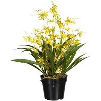 Kunstorchidee Oncidie Dancing Queen Orchidee Oncidie, Creativ green, Höhe 60 cm
