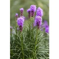 Pflanzen für Dich Staude Liatris spic. Kobold, 1 St., Prachtscharte, Ährige Prachtscharte