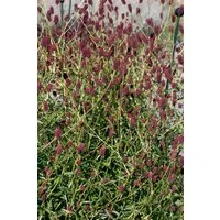 Pflanzen für Dich Staude Sanguisorba off. Red Thunder, 1 St., Großer Wiesenknopf, Blutwurz