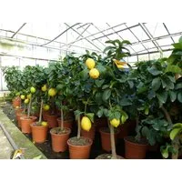 gruenwaren jakubik Zitronenbaum echter Zitronenbaum 70 - 100 cm Zitrone Citrus Limon