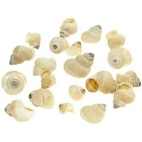 Viana Bastelnaturmaterial Umachi Deko Meermuscheln 500g für maritime Deko DIY Basteln