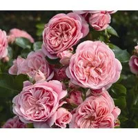 Dehner Rose Beetrose Bailando®, 15-30 cm, gefüllt und duftend, nostalgische, gefüllte lachsrosa Blüten, Züchter Tantau