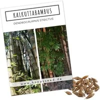 HappySeed Blumensamen Kalkuttabambus Samen - Dendrocalamus strictus, Bambus