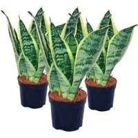 Exotenherz Zimmerpflanze 3er Set Sansevieria trifasciata - gelb-grüner Bogenhanf - 9cm Topf