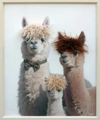 Leinwandbild STYLISH LAMA