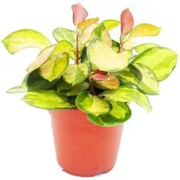 Exotenherz Zimmerpflanze Zimmerpflanze hängend Hoya carnosa Lisa buntblättrige Wachsblume 12cm