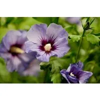 Pflanzen für Dich Gehölze Hibiscus syriacus Marina, 1 St., Garteneibisch, Straucheibisch
