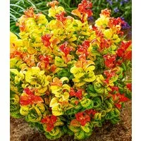 BALDUR Garten Zierstrauch Traubenheide 'Curly Gold®', 1 St., Purpurrote, immergrün, winterhart, mehrjährig, pflegeleicht