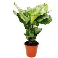Exotenherz Zimmerpflanze XXL-Schattenpflanze Zebra-Look Calathea orbifolia 19cm Topf ca.70-80cm