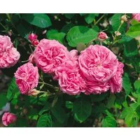 Pflanzen für Dich Rose Rosa Mme Boll