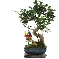 Exotenherz Zimmerpflanze Bonsai Chinesischer Feigenbaum - Ficus retusa - ca. 6 Jahre