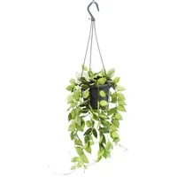 Exotenherz Zimmerpflanze Pflanze zum Hängen Hoya krohniana Eskimo Porzellanblume 14cm Ampel