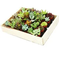Exotenherz Kaktus Mini-Sukkulenten 3,5cm Topf - Holzkiste mit 30 Pflanzen