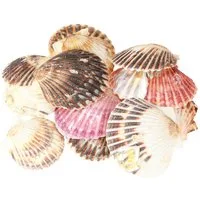 Posiwio Bastelnaturmaterial Herzmuscheln zum Basteln und Dekorieren für maritime