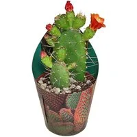 Exotenherz Kaktus Opuntia quitensis blühfreudiger Ohrenkaktus Rarität 6,5cm Topf