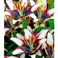BALDUR Garten Blumenzwiebeln Lilie 'Netty´s Pride', Liliengewächse, winterhart, mehrjährig, pflegeleicht