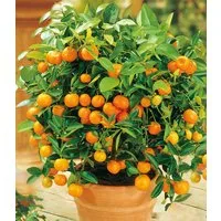 BALDUR Garten Zitronenbaum Orangen-Bäumchen, 1 St., Weihnachtsüberraschung, duftend, essbar, pflegeleicht
