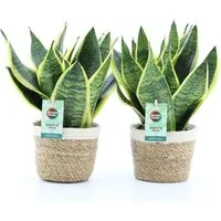 meinvipshop Zimmerpflanze Bogenhanf Sansevieria trifasciata 2er Set mit Übertopf