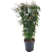 meinvipshop Kübelpflanzen Duftjasmin 60 cm weiss duftend