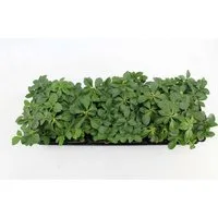 Pflanzen für Dich Bodendecker Pachysandra terminalis, 1 St., Ysander, Dickmännchen, Schattengrün, immergrün, bodendecker