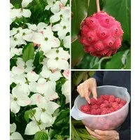 BALDUR Garten Zierstrauch Japanischer Blumen-Hartriegel, 1 St., Bodendecker, winterhart, mehrjährig, essbar